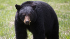 As starving bears banquet in B.C. towns, some individuals are taking a ‘no snitching’ position