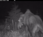 Brown Bear and Wolf Team Up to Attack Moose and Calf in Shocking Video