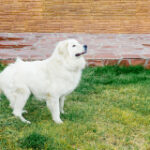 Specific Moment Great Pyrenees Doesn’t Recognize Her Mom Goes Viral: ‘Danger’