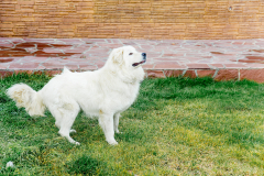 Specific Moment Great Pyrenees Doesn’t Recognize Her Mom Goes Viral: ‘Danger’