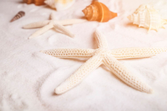 Scientists find proof of sea star types hybridization