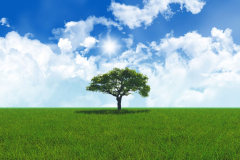 How do trees impact cloud development?