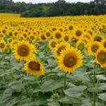 ‘Just can’t offer’: Ukraine harvests sunflowers as war obstructs ports