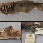 Extinct Tasmanian tiger yields RNA tricks that might help resurrection