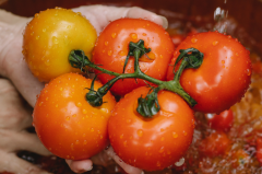 Tomatoes: From History to Health Benefits
