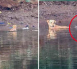 Crocodile ‘empathy’? Crocs shown appearing to save the life of a stray dog in Indian river