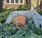 Julius, the 500-pound gourd grown by a Vancouver couple, is completing in this year’s giant pumpkin weigh-off