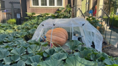 Julius, the 500-pound gourd grown by a Vancouver couple, is completing in this year’s giant pumpkin weigh-off