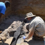 Half-million-year-old ‘Lincoln Logs’ might be veryfirst wood structure made by ancient people