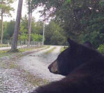 Florida constable asks for authorities’ assistance with bears: ‘Get to work and get us a service’