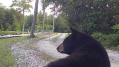 Florida constable asks for authorities’ assistance with bears: ‘Get to work and get us a service’
