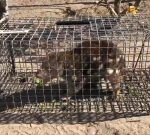 Spotted-tailed quoll idea extinct in South Australia recorded in SA’s southeast