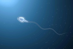 The synchronicity of sperm motility and zebra stripe development