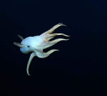 #The Moment a uncommon dumbo octopus was found in the deep sea