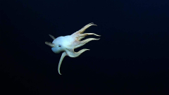 #The Moment a uncommon dumbo octopus was found in the deep sea