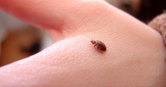 Bed bug gains ground in Paris, concerns about Olympics 2024