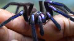 ‘Mesmerising’ electric blue tarantula species discovered in Thailand