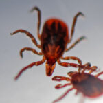 Discovery of a protein with capacity to avoid tick-borne illness