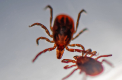 Discovery of a protein with capacity to avoid tick-borne illness
