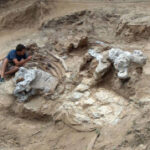 Garumbatitian: A brand-new huge dinosaur with uncommon bone shape uncovered