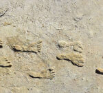 Researchstudy validates the age of earliest human footprints discovered