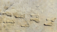Researchstudy validates the age of earliest human footprints discovered