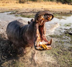 View: Angry hippo charges, takes bites out of safari lorry