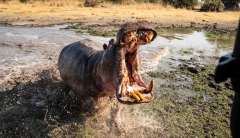 View: Angry hippo charges, takes bites out of safari lorry