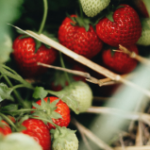 Berry Bliss: A Guide to Growing Your Own Delicious Berries