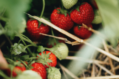 Berry Bliss: A Guide to Growing Your Own Delicious Berries