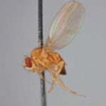Researchers report 25 freshly sequenced genomes of fruit fly