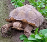 Is this your giant tortoise? Exotic reptile ‘Frank the Tank’ discovered in Richmond, B.C., spinach field