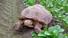 Is this your giant tortoise? Exotic reptile ‘Frank the Tank’ discovered in Richmond, B.C., spinach field