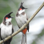 DNP to safeguard uncommon bird by alleviating breeder registration