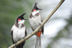 DNP to safeguard uncommon bird by alleviating breeder registration