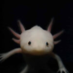 Researchers opened the system of limb regrowth in axolotls