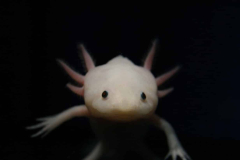 Researchers opened the system of limb regrowth in axolotls