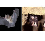 The remarkable bats’ life-spans might be under hazard due to environment modification
