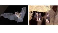 The remarkable bats’ life-spans might be under hazard due to environment modification