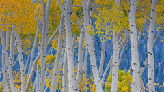 Stunning noise of the World’s biggest living thing tape-recorded