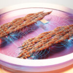 Gel mat teaches muscle cells to worktogether