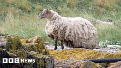 All baa myself: Is this Britain’s loneliest sheep?