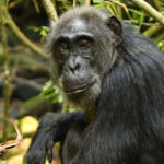 UCLA scientist finds menopause in wild chimpanzees