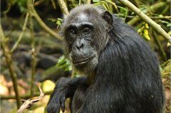 UCLA scientist finds menopause in wild chimpanzees
