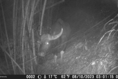 gaur seen in Salwin sanctuary in 37 years