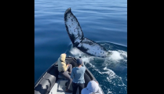 Humpback whale soaks travelers throughout legendary ‘mugging’ session