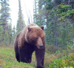 Trail-cam operator exposes grizzly bear ‘near encounters’