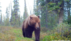 Trail-cam operator exposes grizzly bear ‘near encounters’