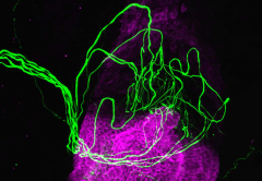 A hidden way discovered within hair follicles that allows us to feel touch