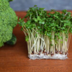 Researchers discovered the concealed power of broccoli sprouts